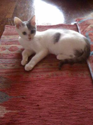 Togo miciotto bianco e blu