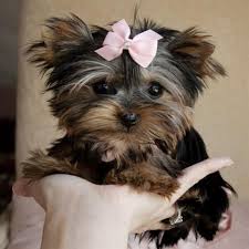 Cucciola Yorkshire Terrier 