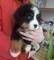 Bellissimi cuccioli di Bovaro del Bernese maschio e femmina