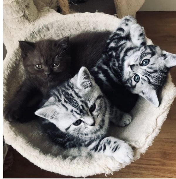 British shorthair!!!
