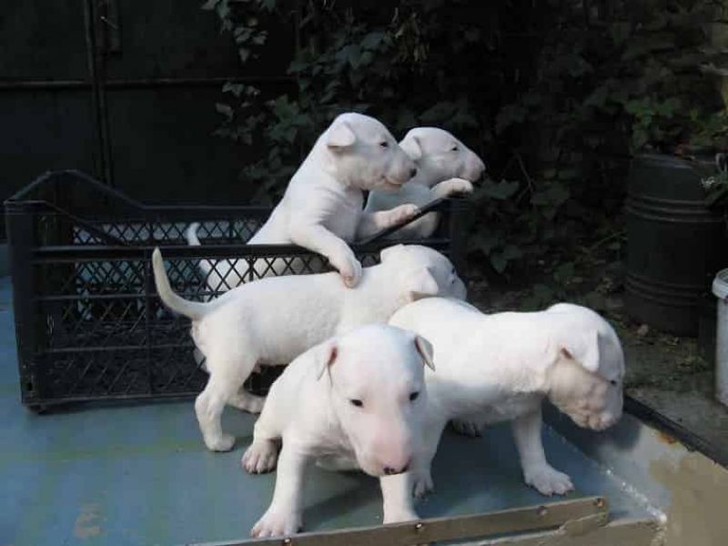 Regalo adorabili cuccioli Bull terrier femminucce e maschietti