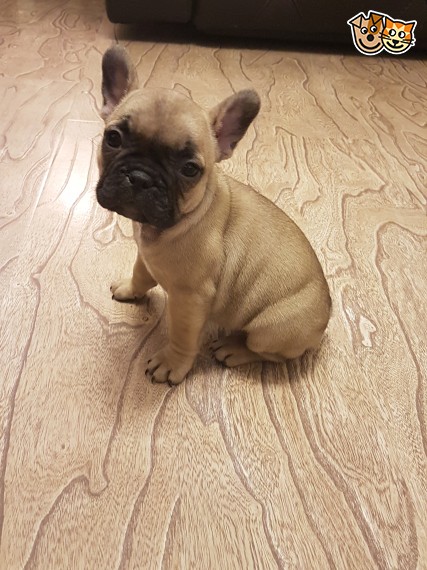 Regalo Cuccioli di Cane a Bulldog Francese