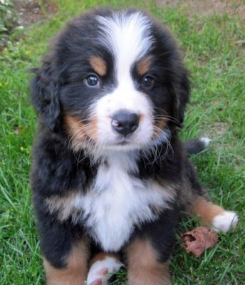 Regalo belissimi cuccioli bovaro del bernese 
