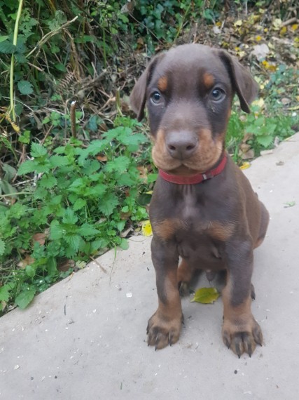 Regalo Cuccioli di Dorberman  in pronta consegna i cuccioli verranno Dato dopo 90 giorni dalla nasci