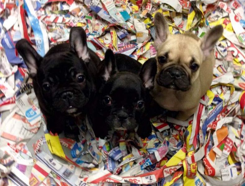  Cuccioli di bouledogue francese straordinari
