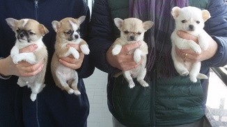 Bouledogue francesi: cuccioli di campioni