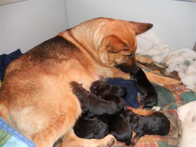 PASTORE TEDESCO � CUCCIOLI
