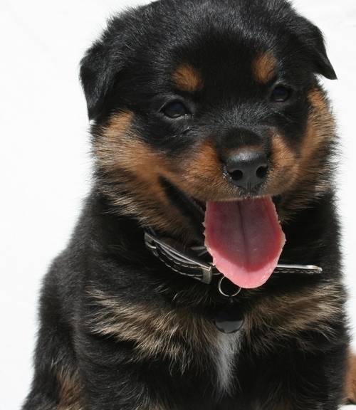 Molto bella e sani cuccioli di ROTTWEILER  per adozione maschi e femmine disponibili (gratis)