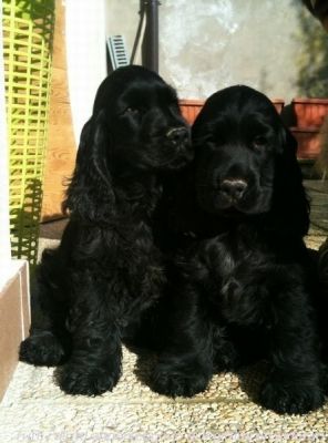 ALLEVAMENTO COCKER  SPANIEL INGLESE