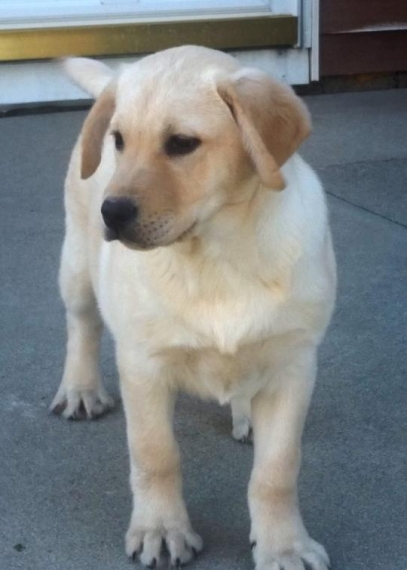 Bello Labrador , Maschio e femmina, in regalo