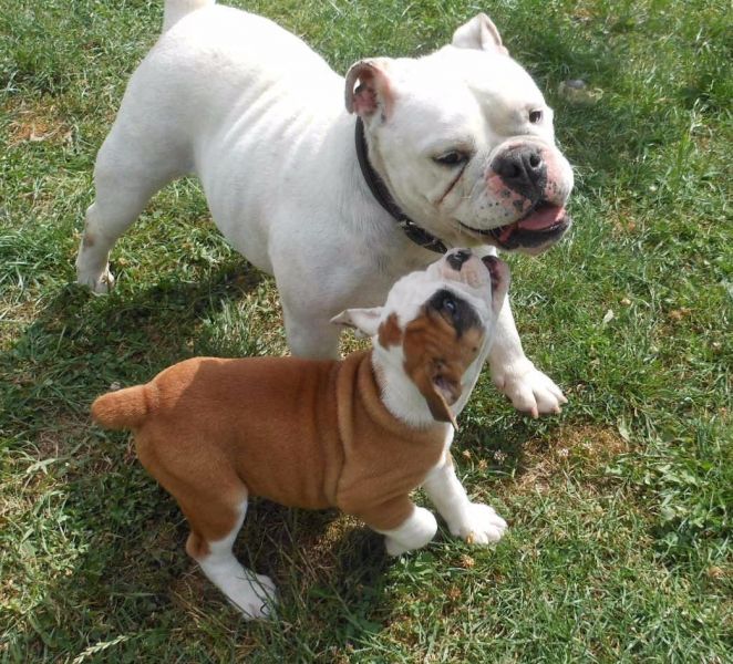 Molto bella e sani cuccioli di bulldog inglise  per adozione maschi e femmine disponibili (gratis)