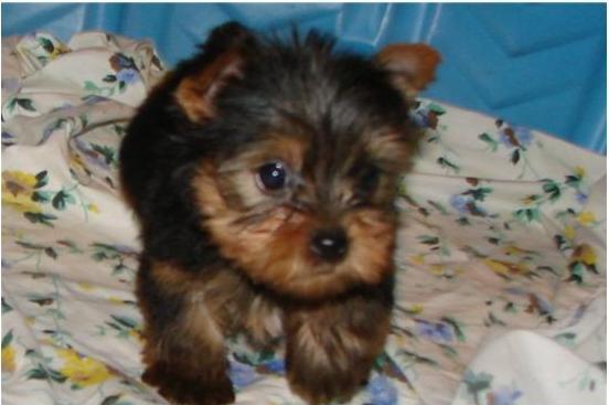 Yorkie maschi e femmine 