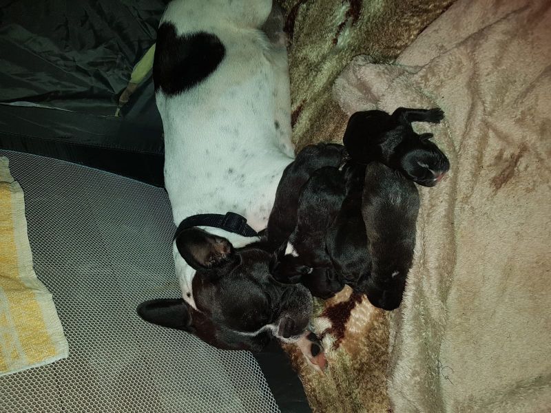 Molto bella e sani cuccioli di Bulldog Francese per adozione maschi e femmine disponibili (gratis)