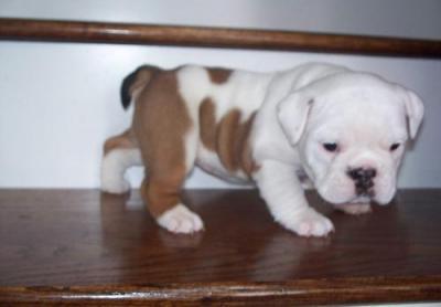 Regalo Incredibile Bulldog inglese cuccioli per l'adozione