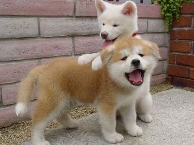Shiba inu cuccioli in regalo