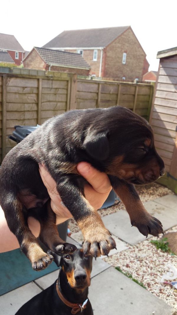 Molto bella e sani  cuccioli di doberman  per adozione maschi e femmine disponibili (gratis) 