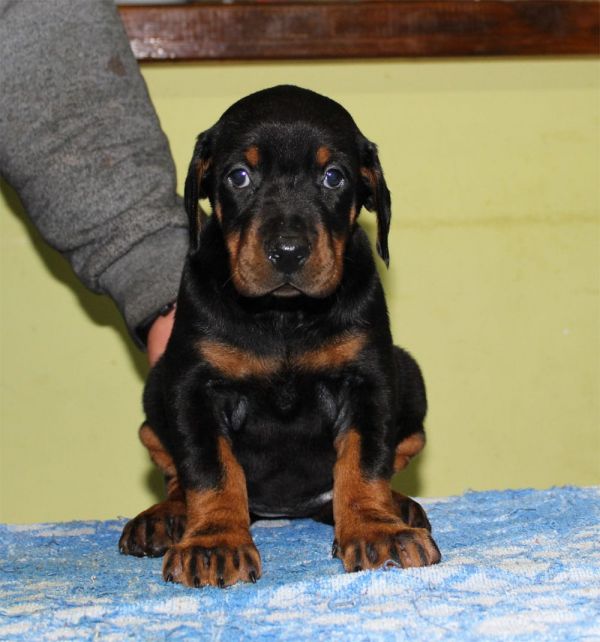 Molto bella e sani  cuccioli di doberman  per adozione maschi e femmine disponibili (gratis)