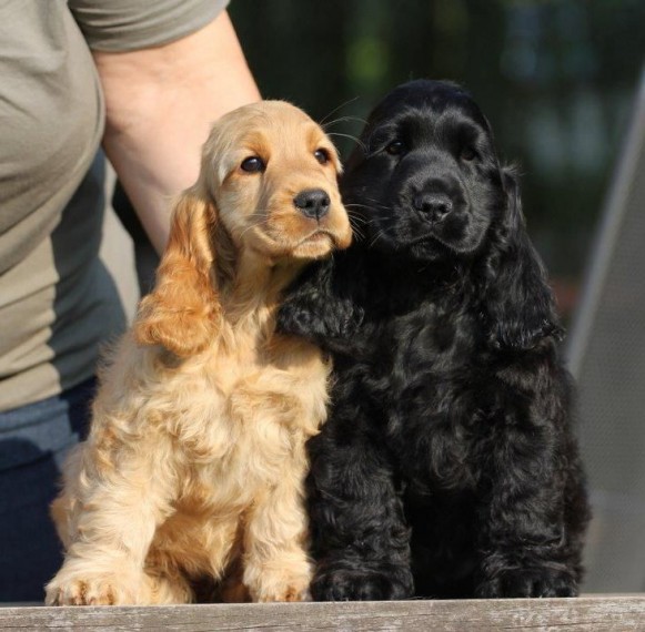  Regalo cocker spaniel Disponiamo di una cucciolata di cocker spaniel , i cuccioli verranno Dato dop