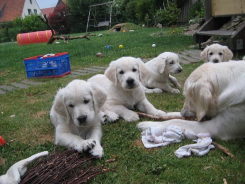 REGALO Golden retriver cuccioli