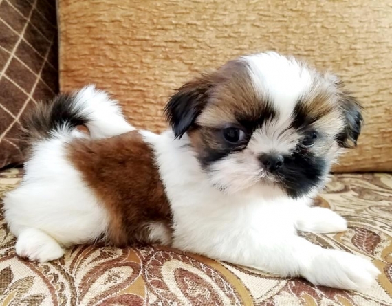 REGALO Cuccioli Shih Tzu