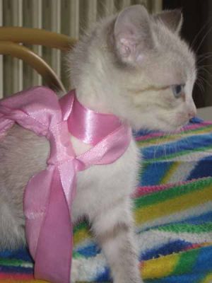 Gattini dolci e vivaci a Busto Arsizio