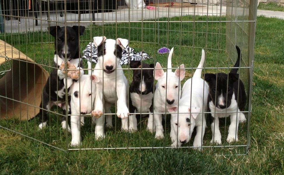 Cuccioli di bull terrier in regalo