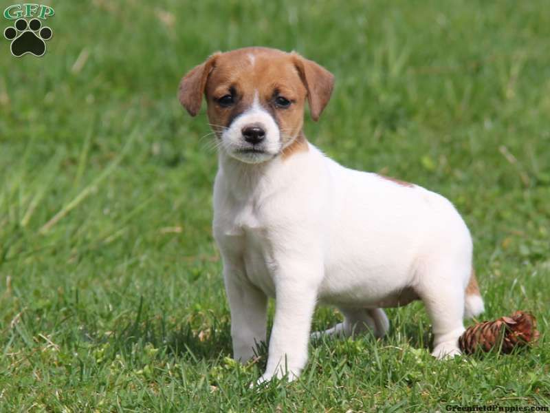 Bellissimi cuccioli di Jack Russell Terrier con pedigree