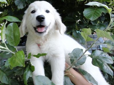 ALLEVAMENTO PROFESSIONALE GOLDEN RETRIEVER