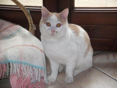 Regalo Chicco, gatto bianco e rosso