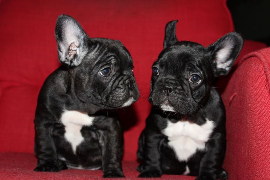 Regalo Bulldog Francese cucciolata