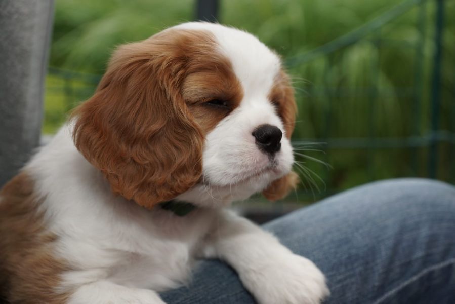 Cuccioli di cavalier king  ( per regalo )