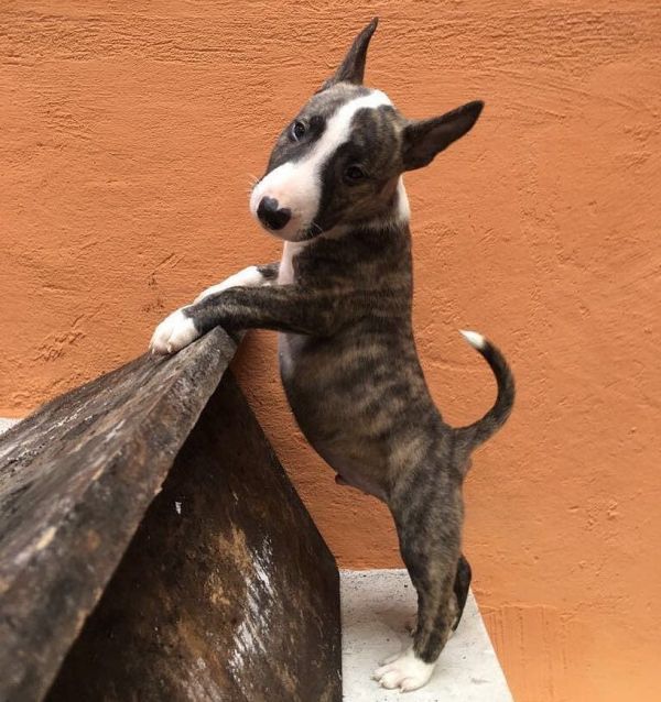 Regalo Cucciolo di Bull terrier in pronta consegna i cuccioli verranno Dato dopo 90 giorni dalla nas