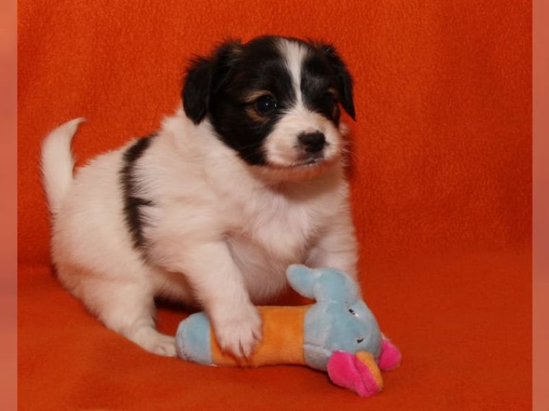Molto bella e sani cuccioli di papillon per adozione maschi e femmine disponibili (gratis)