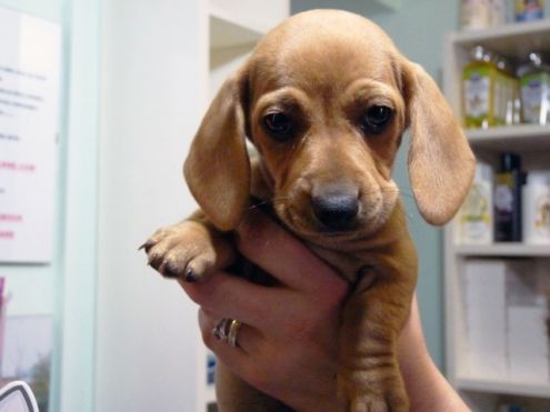 Adorabili cuccioli di Bassotto femminucce e maschietti disponibili per l'adozione