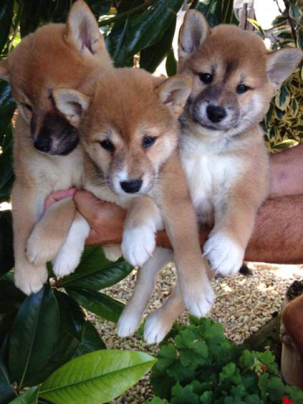 Splendidi cuccioli shiba inu