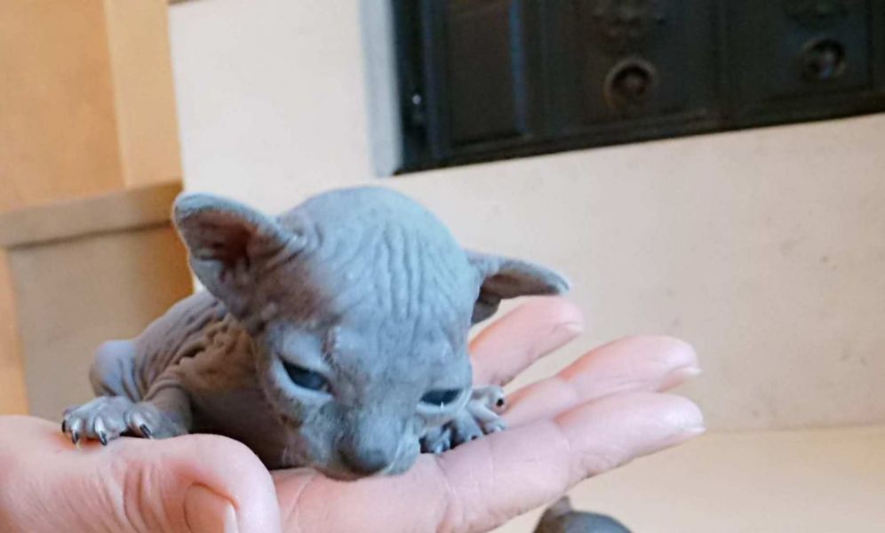 Bella e sani gattini di Sphynx  per adozione 