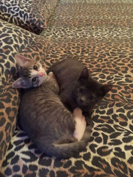 Blu e Celeste, micie in cerca di casa 