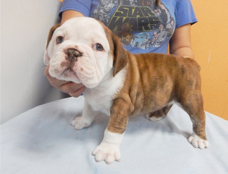 Regalo Bulldog inglese cuccioli disponibili
