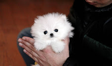  Due cuccioli di Volpino Pomerania toy  