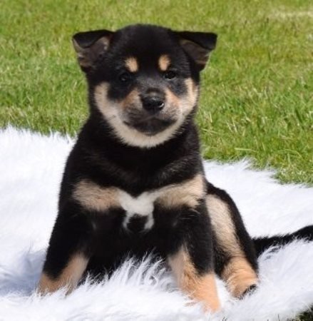 REGALO Cuccioli Shiba Inu