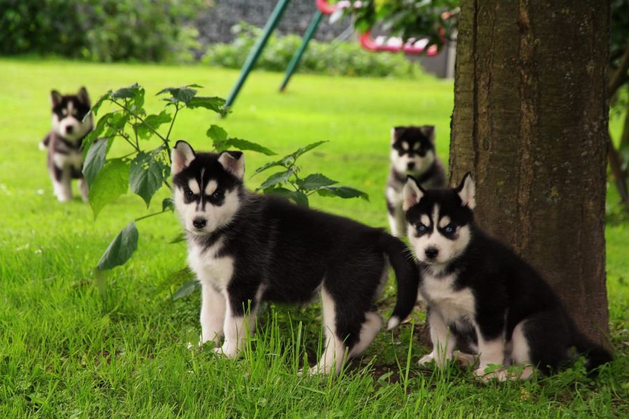 Cuccioli di Sibarian husky  ( per regalo )