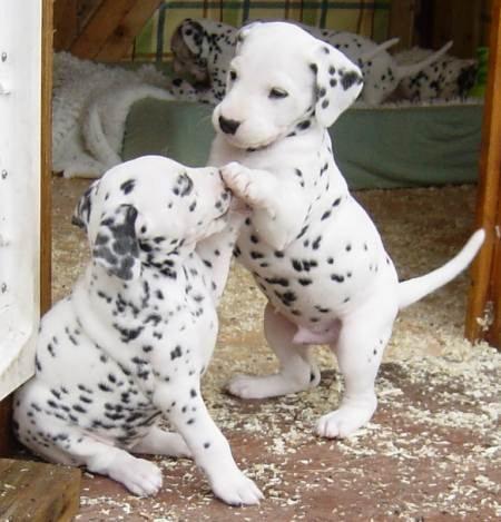  regalo cuccioli di dalmata disponibili per l'adozione