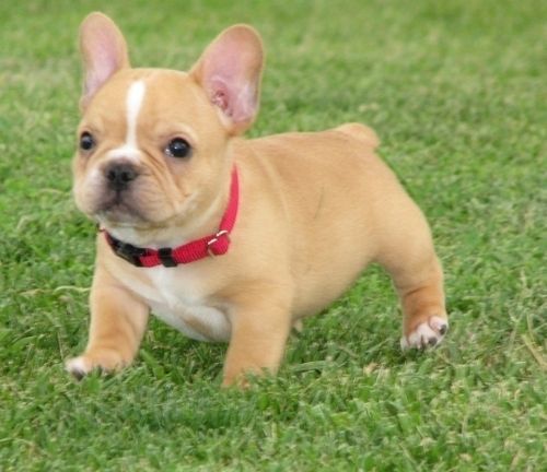 Cuccioli di bulldog francese femminucce e maschietti disponibili per l'adozione