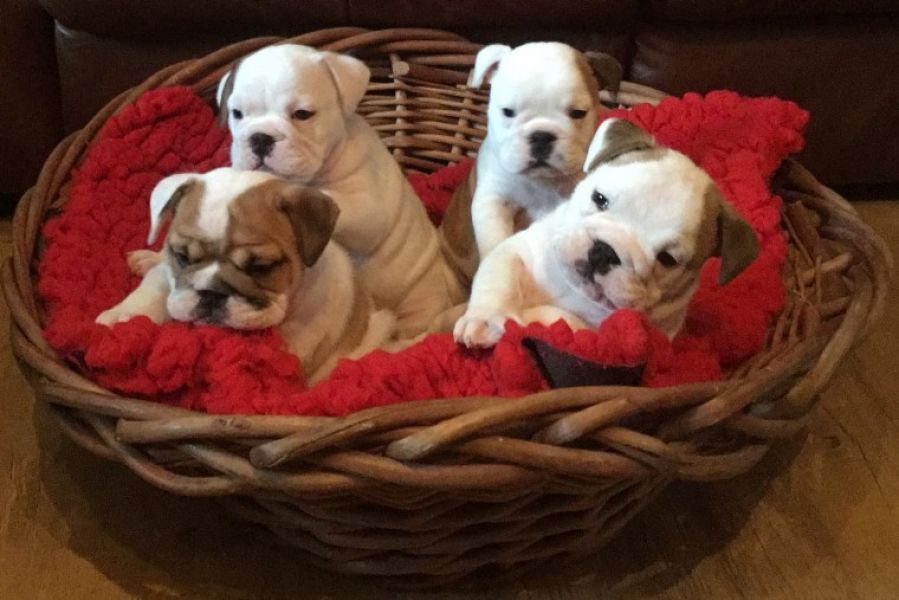 Regalo Bulldog inglese cuccioli disponibili