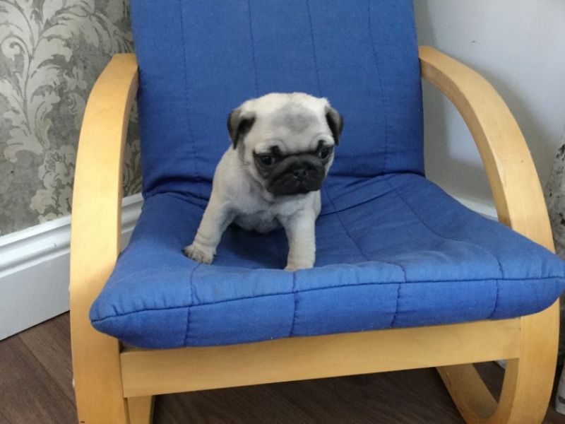 REGALO Cuccioli di Calino