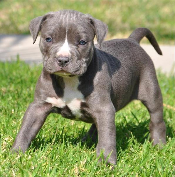 Regalo Cuccioli pitbull