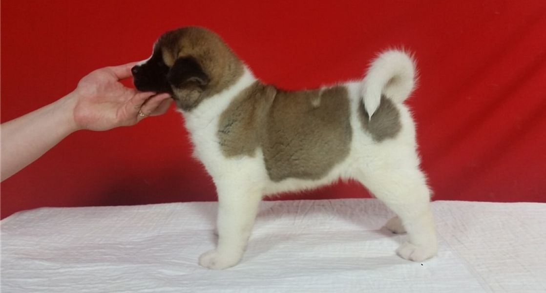 Regalo akita inu Disponibili bellissimi cuccioli gi� vaccinati sverminati e iscritti in anagrafe can