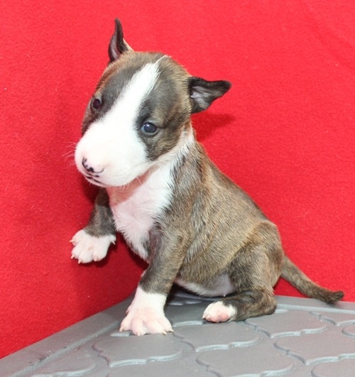  adorabili cuccioli di bull terrier  femminucce e maschietti disponibili 