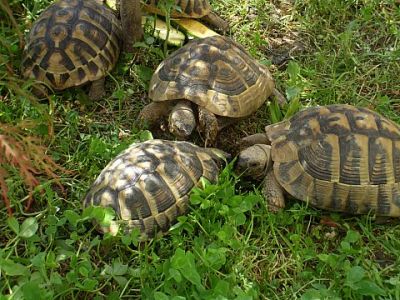 tartarughe terrestri