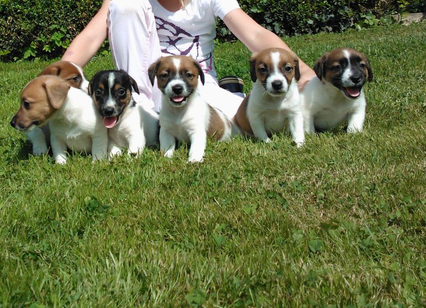 Cuccioli di jack russel ( per regalo )